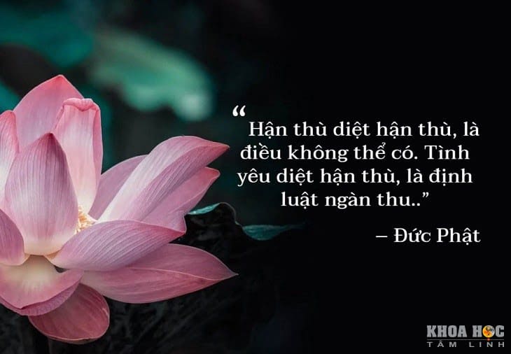 70+ CÂU NÓI HAY CỦA PHẬT KHIẾN BẠN PHẢI SUY NGẪM